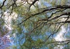 A relaxing corkscrew willow