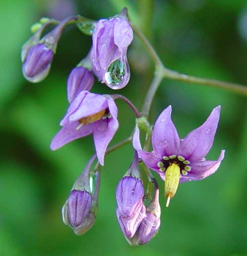 Deadly nightshade