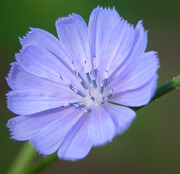 Very wild violet