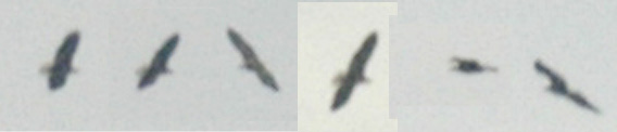 Very distant bald eagle