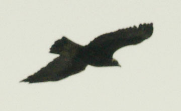 Golden eagle