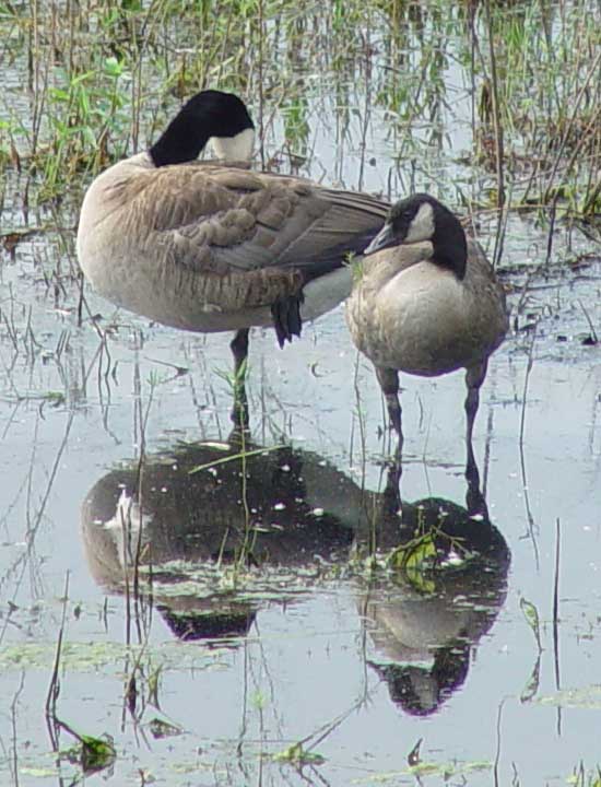 Young adult
