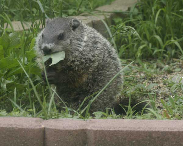 Baby groundhog munching