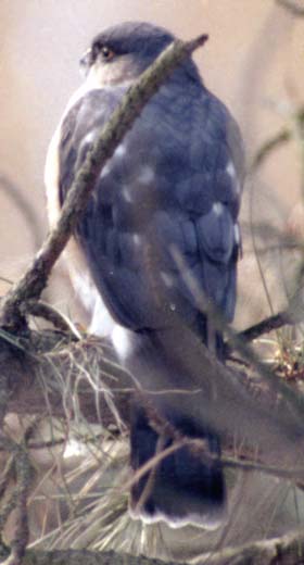 Hawk
