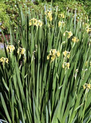 Iris from afar
