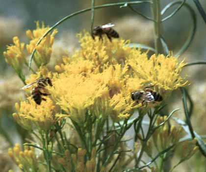The bees