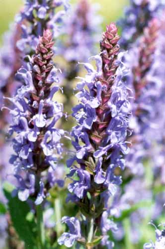 Purple flowers