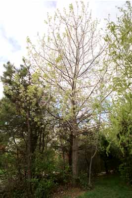 Poplar catkin