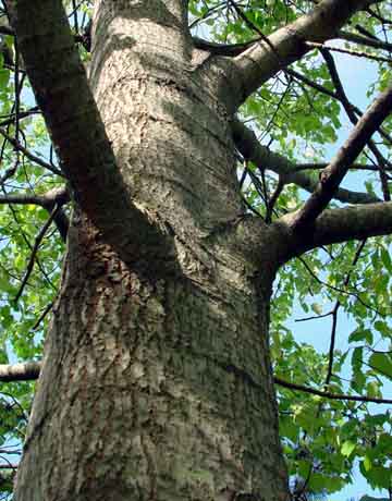 Poplar budding
