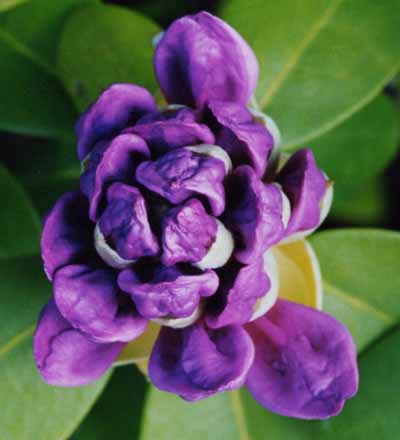 Rhododendron bud