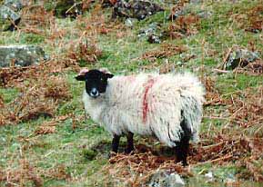 Swaledale