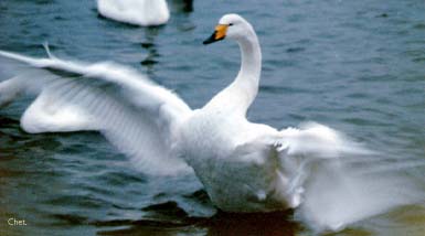 Whooper