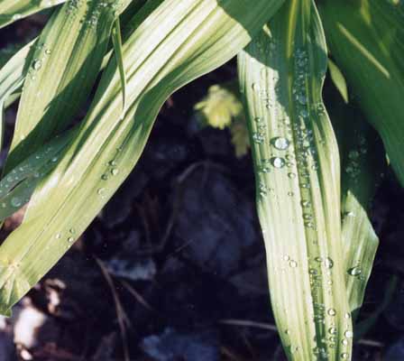 Dew