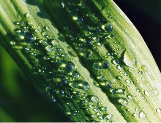 Sunbright dewdrops