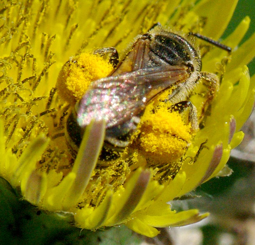 tiny bee carrying