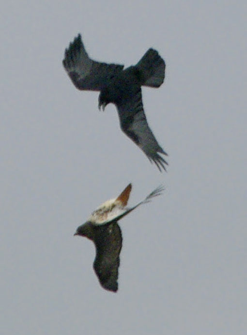 raven and red-tailed hawk