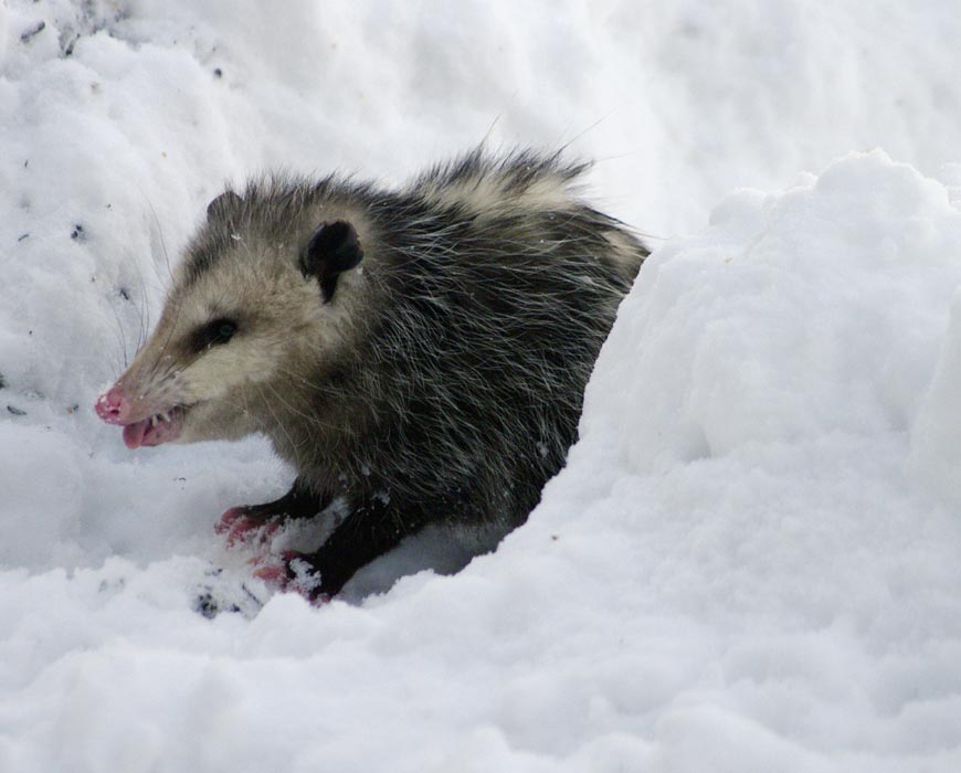 Opossum