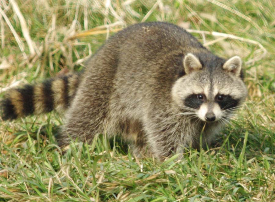 The raccoon checks out Sue and me