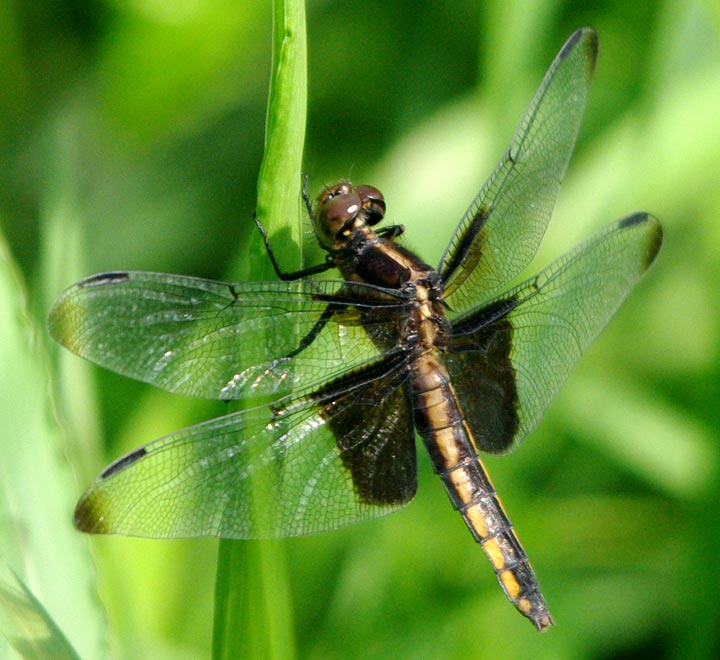 Flying dragonfly: common green darner