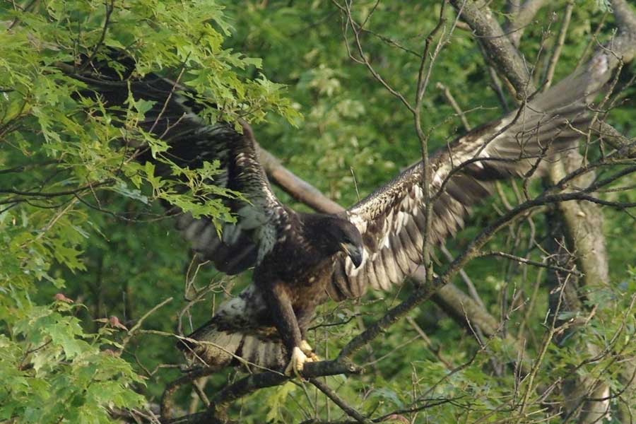 The eaglet's flap