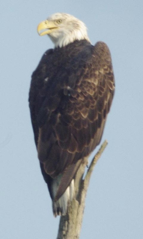 Bald eagle, basic v
