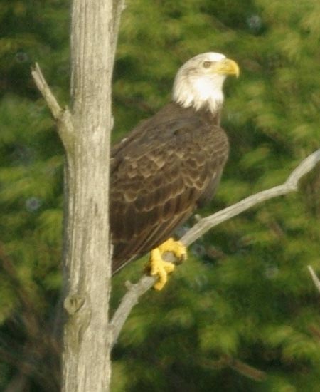 Bald eagle, basic v