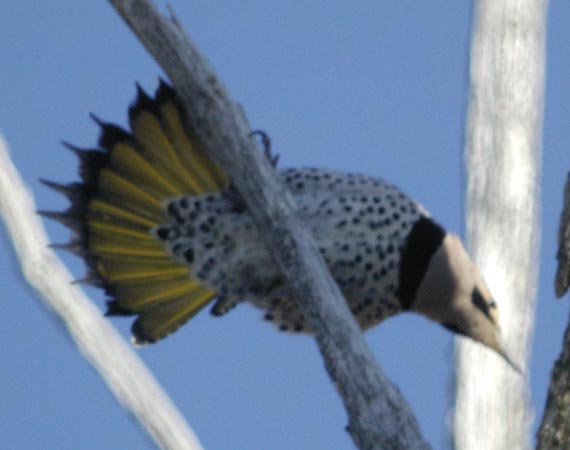 Flicker from below