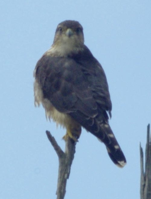 Merlin