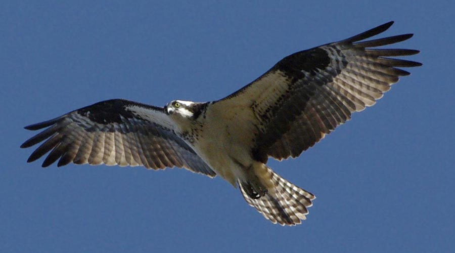 Osprey incoming