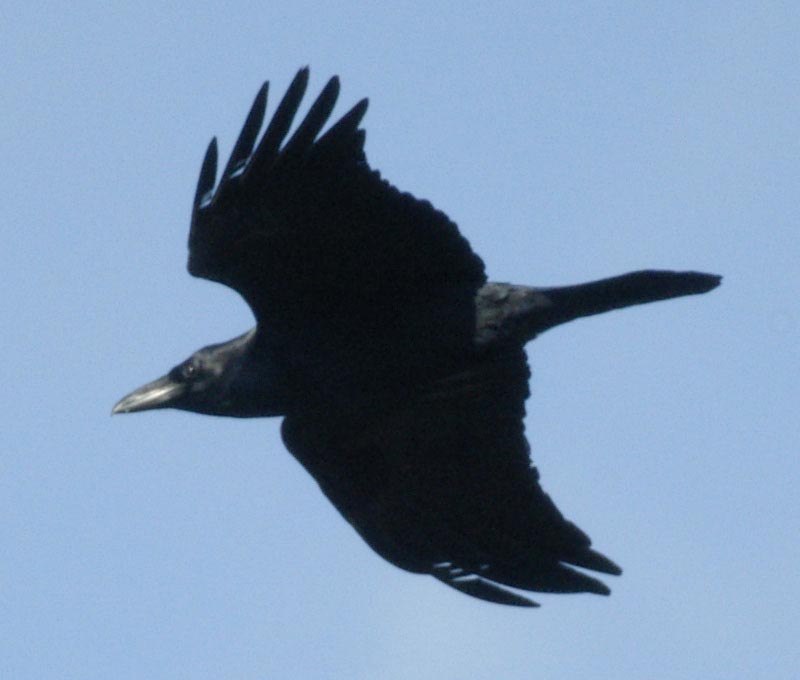 Raven