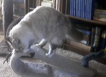 Advanced scratching