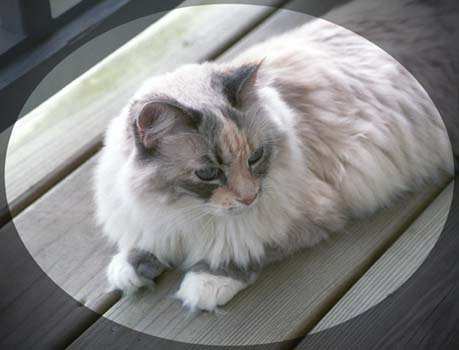 Cloud on the balcony