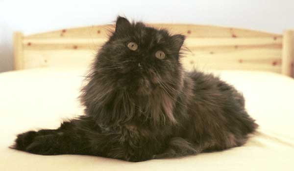 Muffin in repose