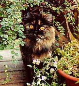 Muffin greenery