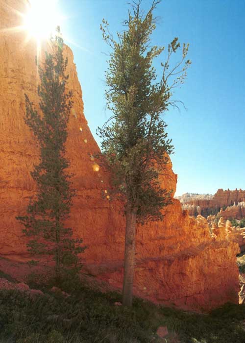 Shade trees