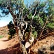 juniper