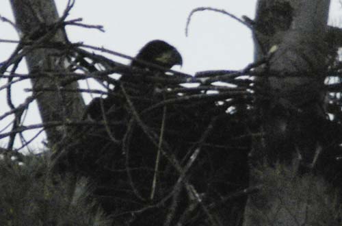 Eaglet silhouette