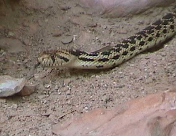 Gopher snake