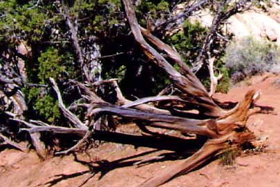 juniper