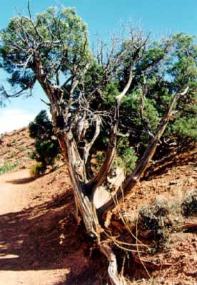 juniper