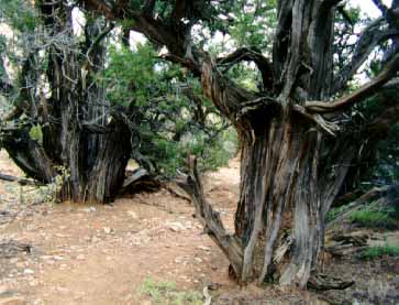 juniper
