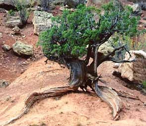 juniper