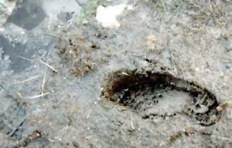 Footprint