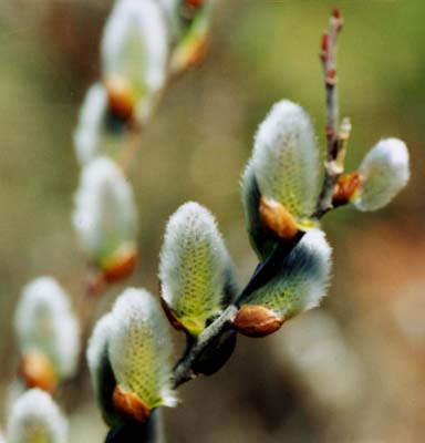 Pussy willow catkins