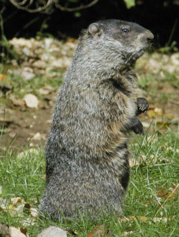 Bronty standing tall