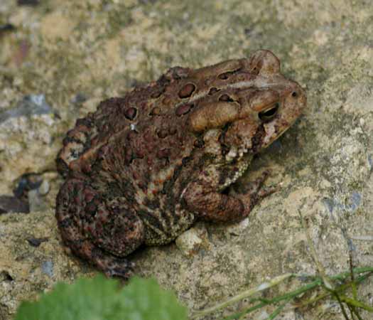 American toad