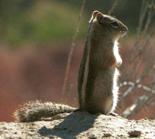 Golden mantle ground squirrel