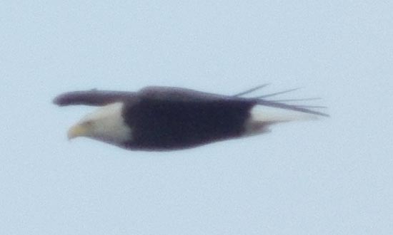 adult bald eagle
