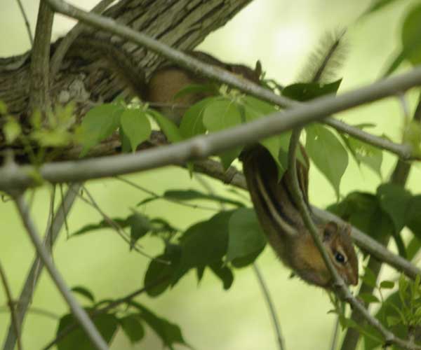Two chipmunks exploring