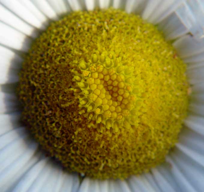 Daisy heart